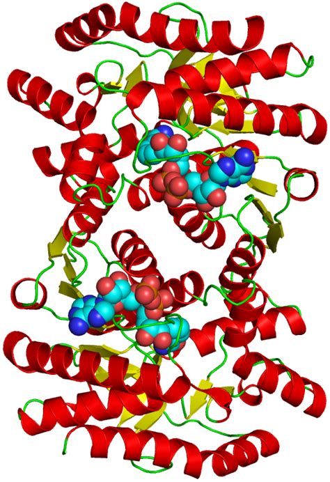 Malate dehydrogenase - wikidoc