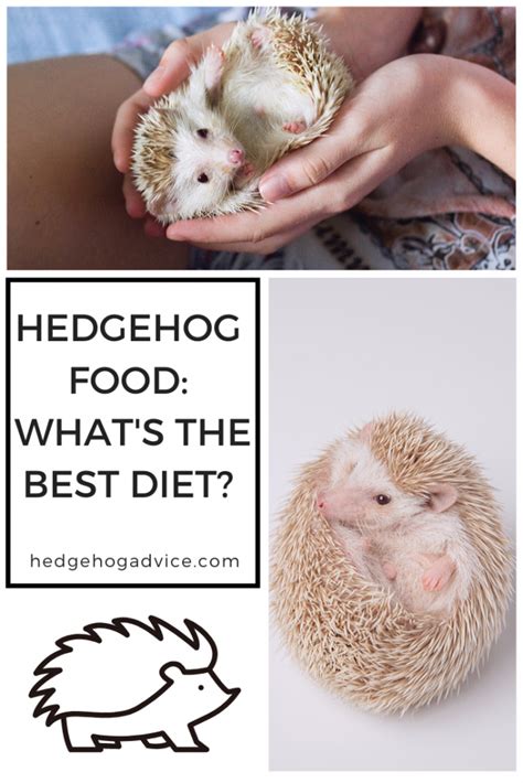 Hedgehog Food: What's the best diet? - Hedgehog Advice