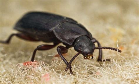 6 Little Black Bugs In Arizona That Annoy Arizona Residents