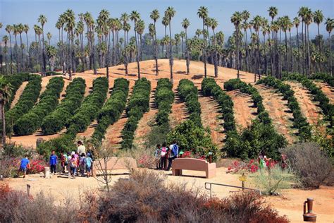 A Slice Of History: Exploring California Citrus State Historic Park