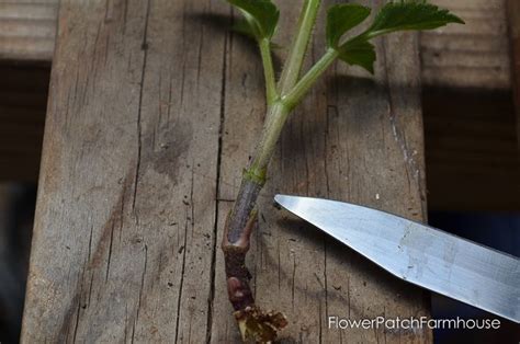 Propagating Dahlia Cuttings: Easy Rooting - Flower Patch Farmhouse