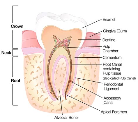 Labelling Teeth Diagram Clipart