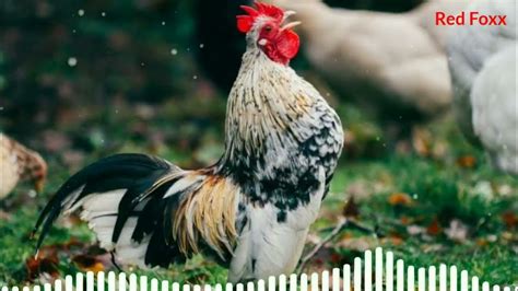 rooster sound|animal sounds|#animalsounds|rooster ringtone|animal ...