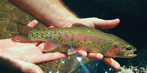 Wild or Hatchery Trout? | Virginia DWR