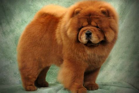 Miniature Chow Chow Puppies For Sale Images & Pictures - Becuo