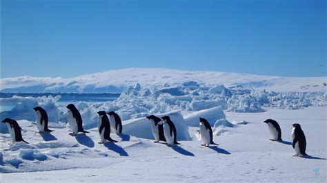 Antarctica : A Journey Over and Under the Sea Ice | Whale of a Time