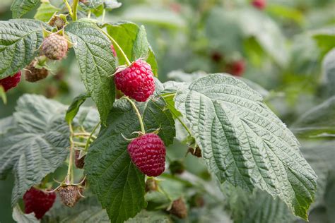 Ripe and unripe raspberry in the fruit garden. Growing natural bush of ...