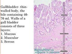 15 Histology - Gallbladder ideas | gallbladder, histology slides ...