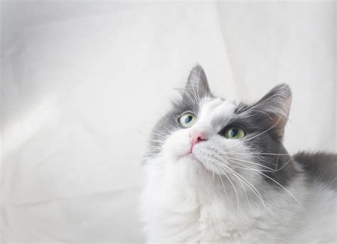 15 Grey And White Cat Breeds - Four Paw City