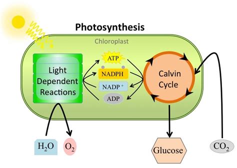 #99 Photosynthesis overview | Biology Notes for A level