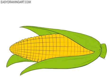 How to Draw a Corn Cob - Easy Drawing Art