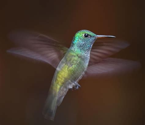 Photo by @ladzinski / Hummingbirds flap their wings 70 times per second ...