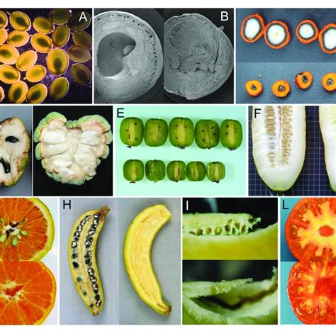 | Examples of seeded and seedless fruits in parthenocarpic species. (A ...