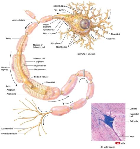 Structure of a multipolar neuron | Neurons, Human anatomy and physiology, Brain facts