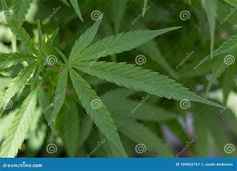 Cannabis Sativa Leaf Growing Outdoors Stock Image - Image of grow, herb ...