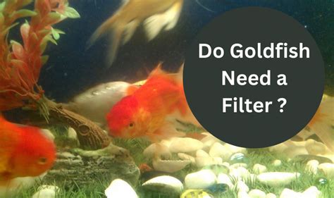 🥇 Do Goldfish Need A Filter ? 5 Best Aquarium Filter For Goldfish