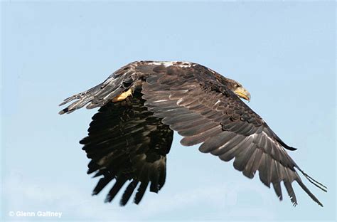 Eagle Meaning & Symbolism - Bravery And Courage?