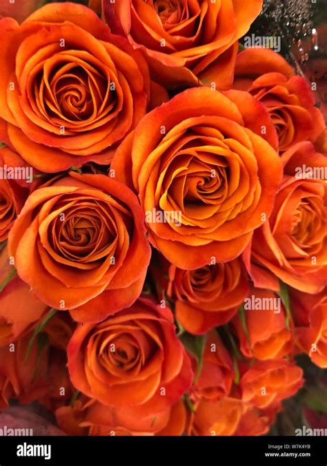 Orange Roses background beautiful flowers wallpaper crop image for ...