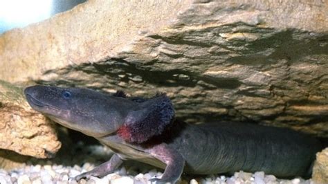 Petition · Protect The Mudpuppy Salamander- Stop The Use of Lampricide ...