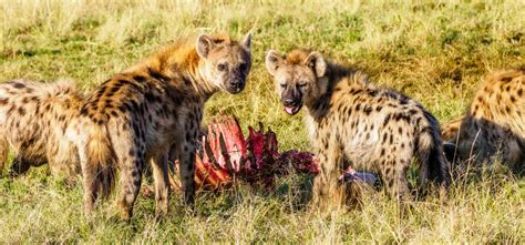 Scavengers in Africa | Keystone Species on Africa's Savannah