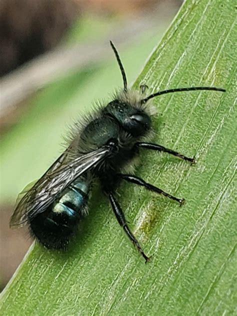 Western Blue Orchard Bee - Native Here Nursery