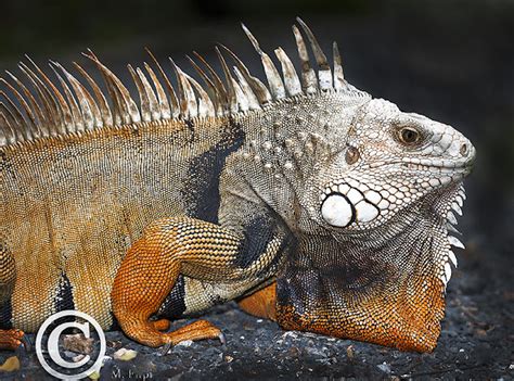 The Male Green Iguana Breeding Colors » Focusing on Wildlife