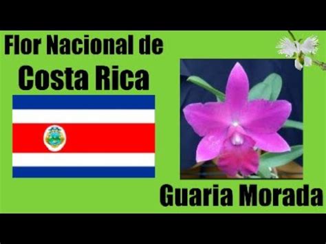 La guaria morada Flor nacional de Costa Rica - Mi diario de Jardin - YouTube