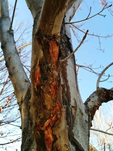 Red Maple Disease? #230051 - Ask Extension