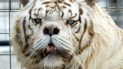 Kenny The White Tiger Reveals The Price of Inbreeding | IFLScience