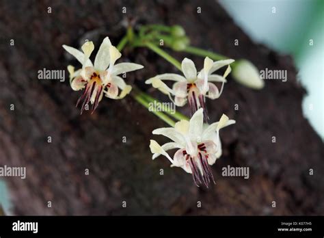 Cacao flowers (Theobroma cacao): The native plant of South America that cacao (cocoa) beans used ...