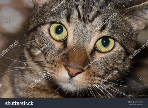 Brown Tabby Cat Eyes Stock Photo 537873979 : Shutterstock