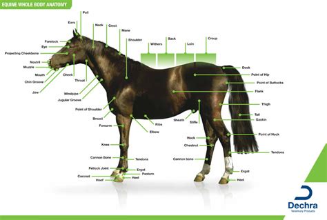 Printable Horse Anatomy Chart