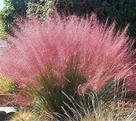 Muhlenbergia Capillaris, Pink Muhly Grass, Gulf Muhly, Late Season Gorgeous Color, Drought ...