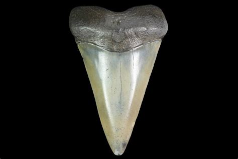 Large, 2.71" Fossil Mako Shark Tooth - South Carolina (#142317) For ...