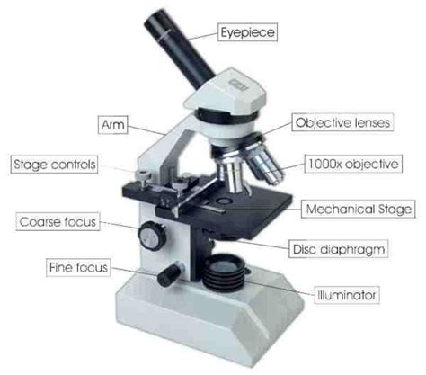 Microscopes A Fascinating Look At The Micro World | HubPages