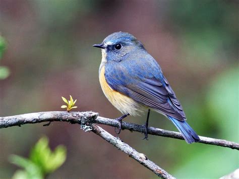 Introducing the Himalayan bluetail – a stunningly beautiful bird with a coat of blue sapphire ...