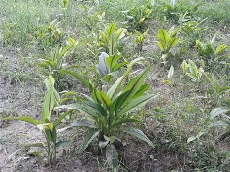 Fast Growth Green Black Turmeric Plant at Rs 200/unit in Lucknow | ID ...