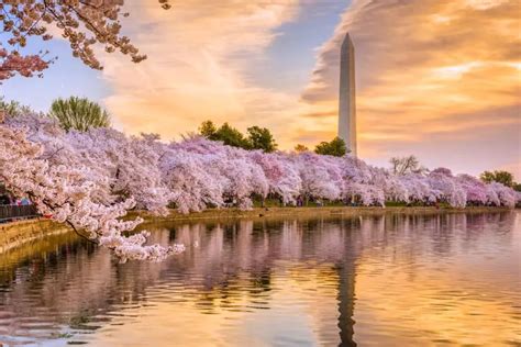 Attend The 2019 National Cherry Blossom Festival | Maserati of Tysons