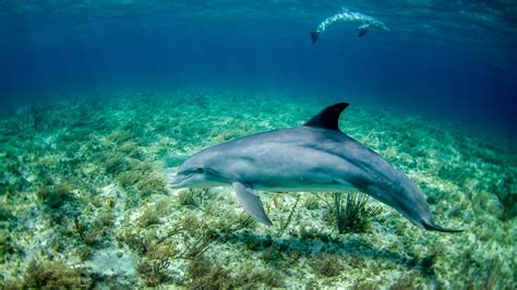 Theory that ridged skin helps dolphins debunked – Harvard Gazette