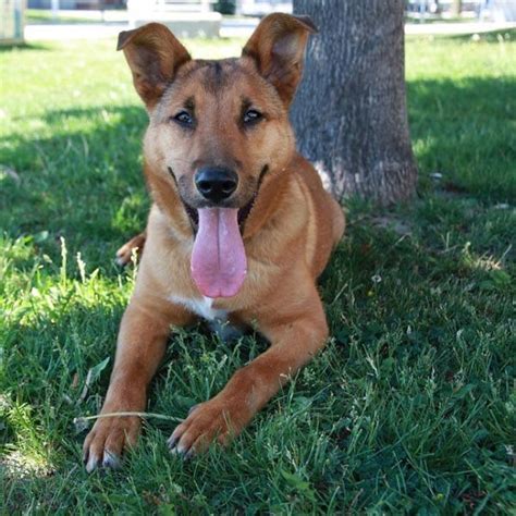 17 Adorable German Shepherd Mixes: Top Of Their Class Mixed Breeds!