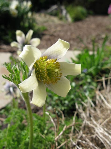 Pulsatilla species | North American Rock Garden Society