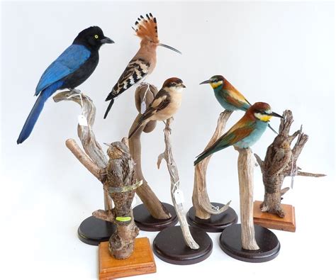 Bird taxidermy, Bird, Taxidermy