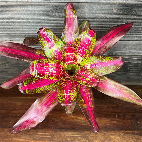 Bromeliad Neoregelia Variegated 'Acid Test' Vinzant | 6" Pot - Plant Hawaii