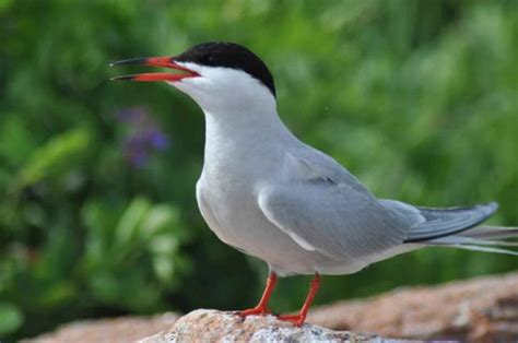 Free picture: common, tern, portrait, bird