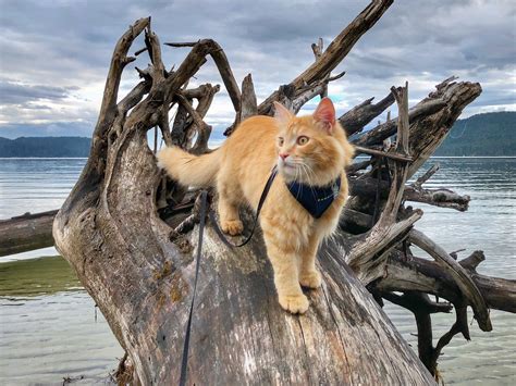 All-terrain tabby is at home on sand, soil, snow – Adventure Cats