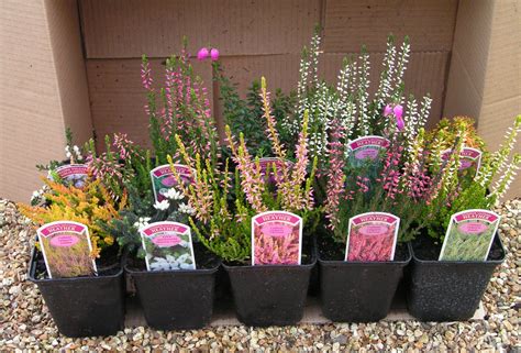 Availability - The Heather Garden