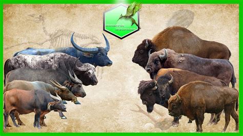 Bison vs Buffalo Size Comparison Living Extinct - YouTube