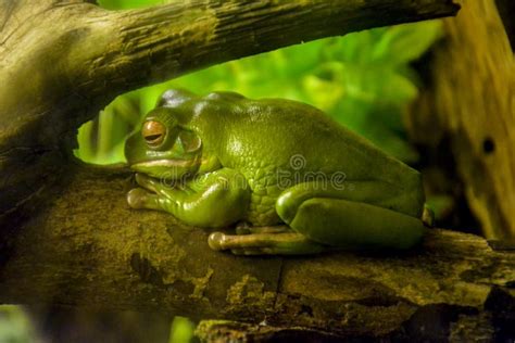 371 Sleeping Frog Photos - Free & Royalty-Free Stock Photos from Dreamstime