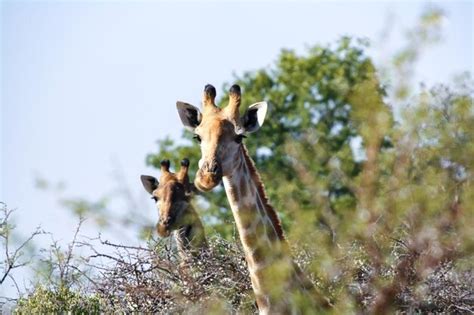 Premium Photo | South african giraffe