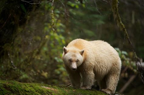 Spirit Bear in the Great Bear Rainforest photo by Ian McAllister | Bear ...